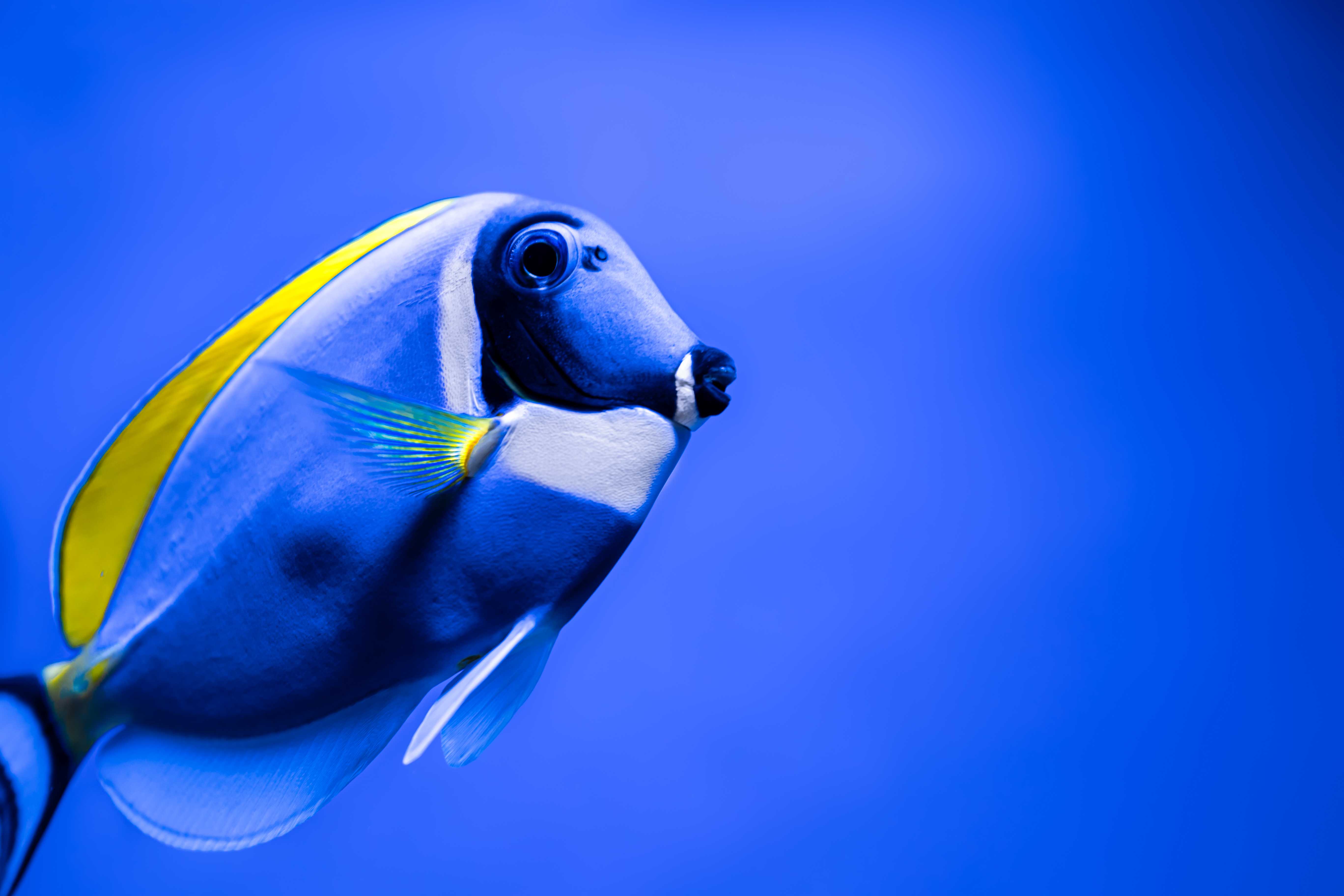 Especialista em Peixes Landing Image